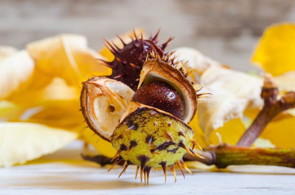 Close-Up of Horse Chestnut Seed Amid Autumn Leaves - Nature Wallpaper