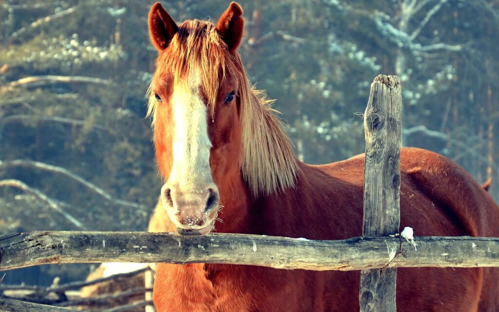 Beautiful Horse Behind Rustic Fence - Serene 2560x1600 Wallpaper