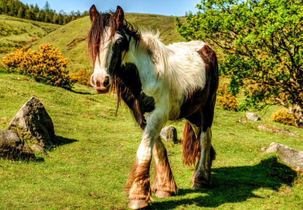 Graceful Horse on Lush Grass: Serene Nature Wallpaper Background