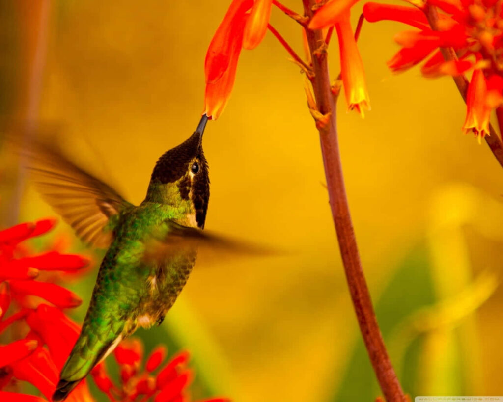 Graceful Hummingbird at Sunrise: Vibrant Nature Scene Wallpaper