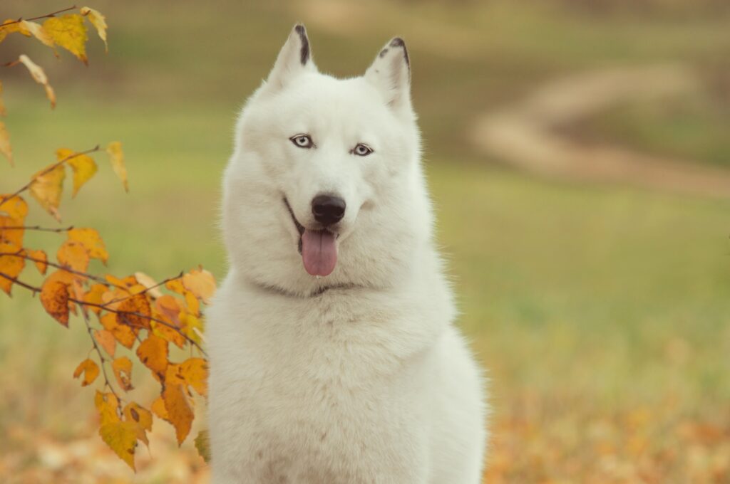 Serene Autumn Forest with Beautiful Husky Among Colorful Leaves Wallpaper