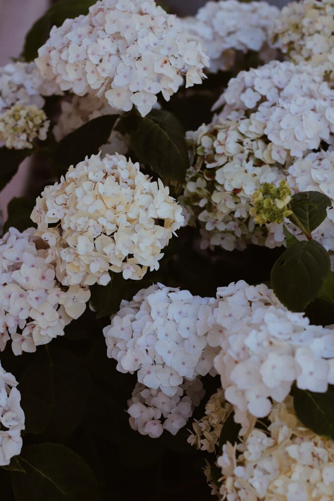 Stunning Hydrangea Floral Wallpaper: Lush Blooms & Green Leaves