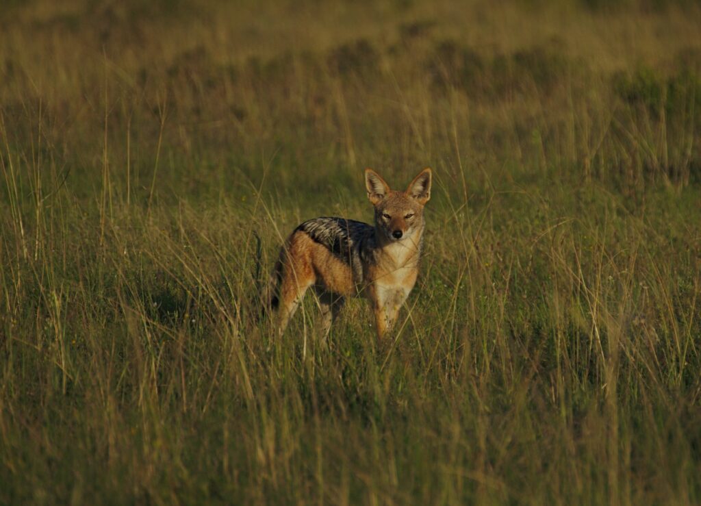 Young Jackal Cub in Lush Grass - Serene Wildlife Wallpaper