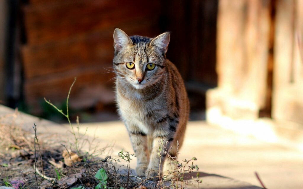 Charming Kitten Wallpaper - Sunlit Natural Setting 1680x1050