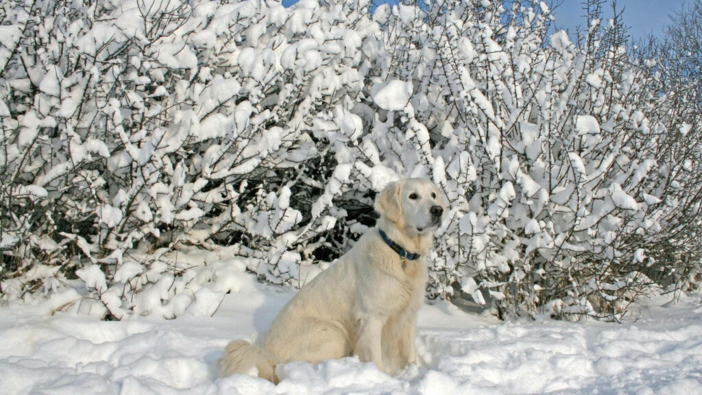 Serene Labrador Wallpaper: Dog in Snowy Winter Landscape