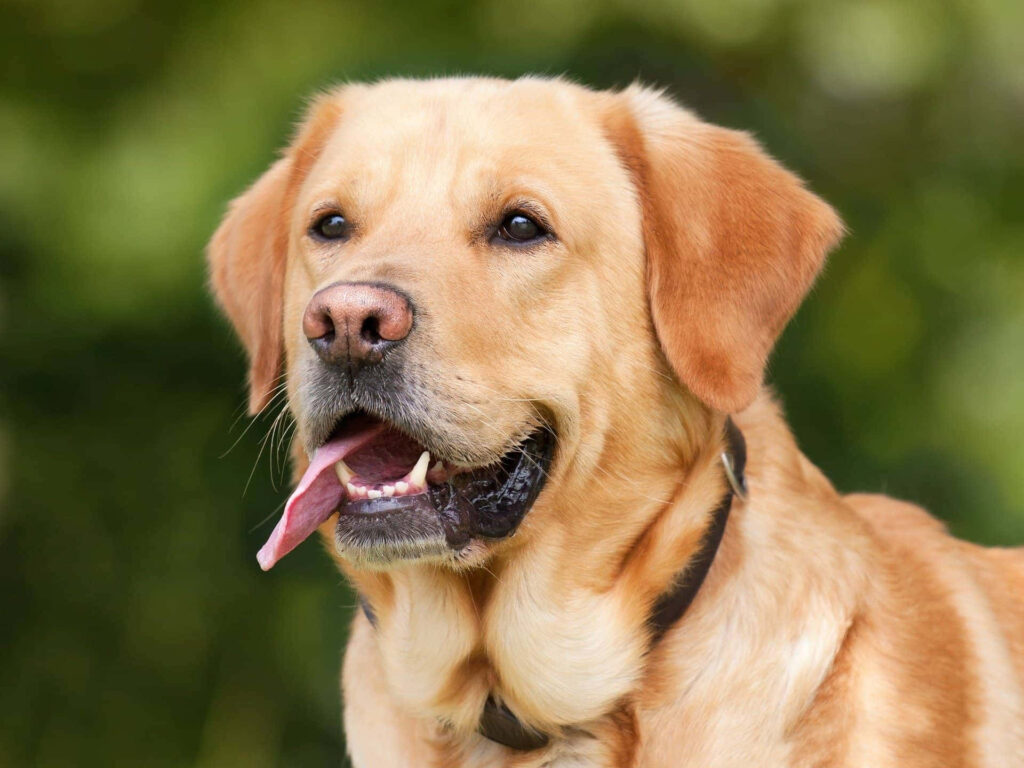 Peaceful Labrador Retriever Wallpaper: Relaxing in a Lush Green Field