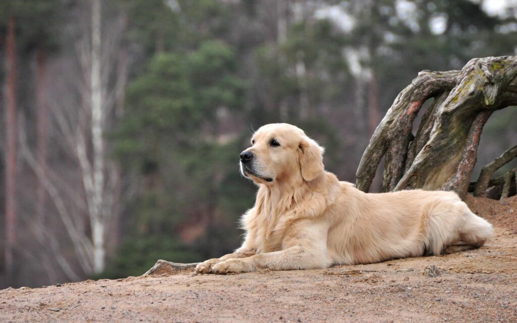 Tranquil Labrador Wallpaper: Sandy Surface & Lush Green Trees