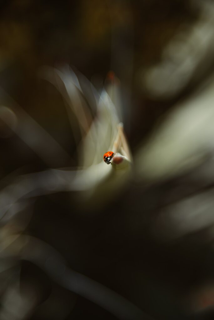 Macro Ladybug on Leaf - Soft Nature Wallpaper Background