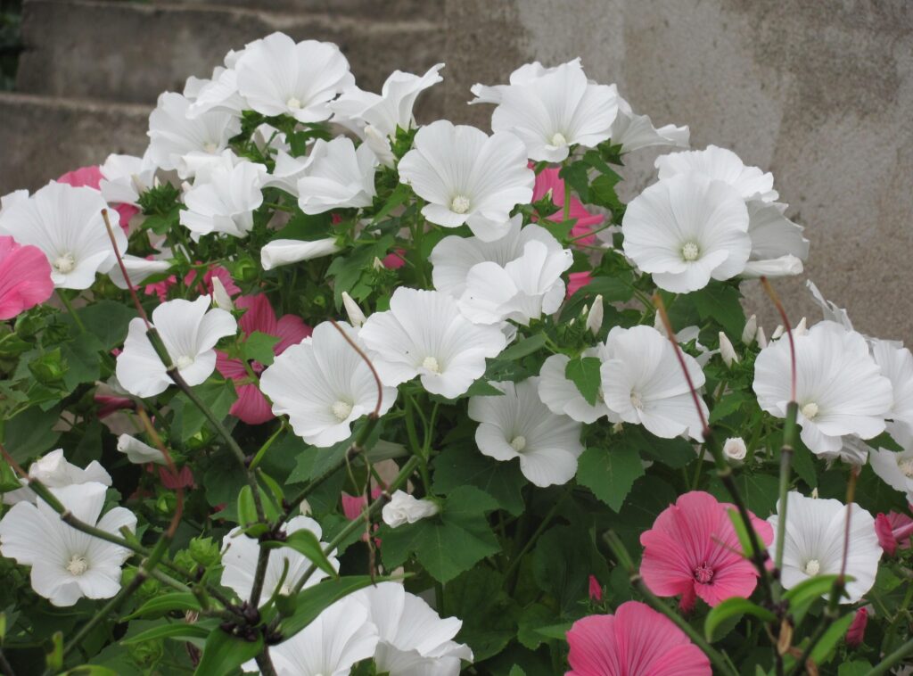 Serene Lavatera Flowerbed Wallpaper: White & Pink Blooms in Green