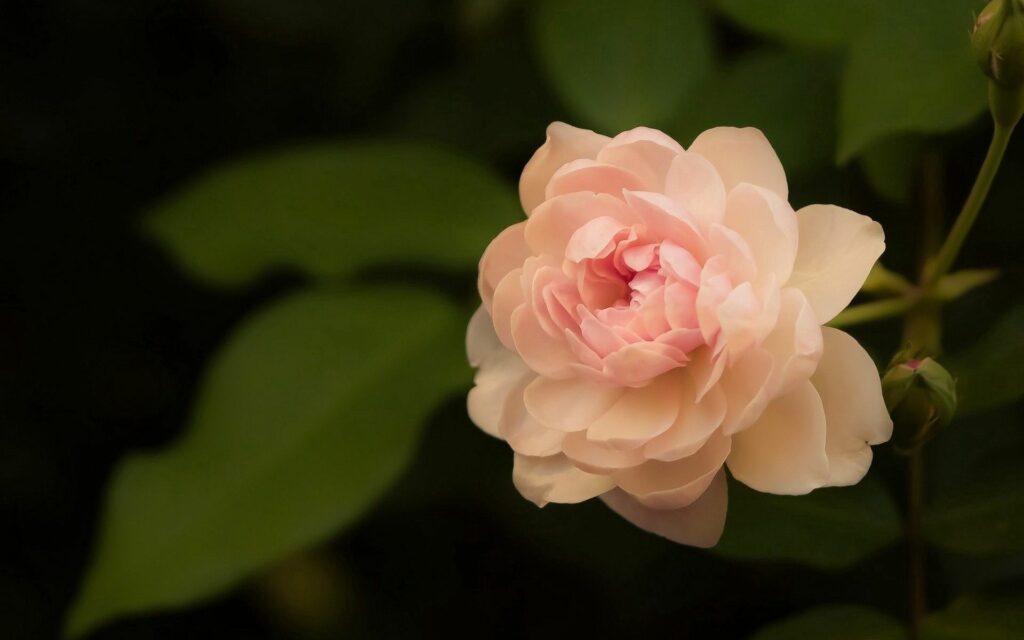 Serene Light Pink Rose Wallpaper with Soft Petals & Green Leaves