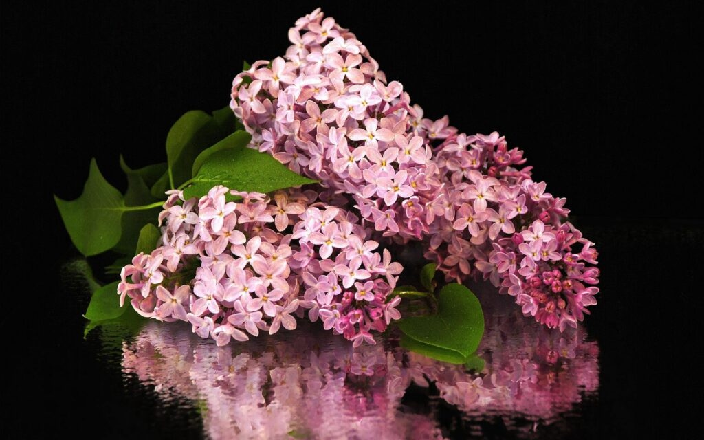 Stunning Lilac Bouquet on Reflective Surface - Serene Background Wallpaper