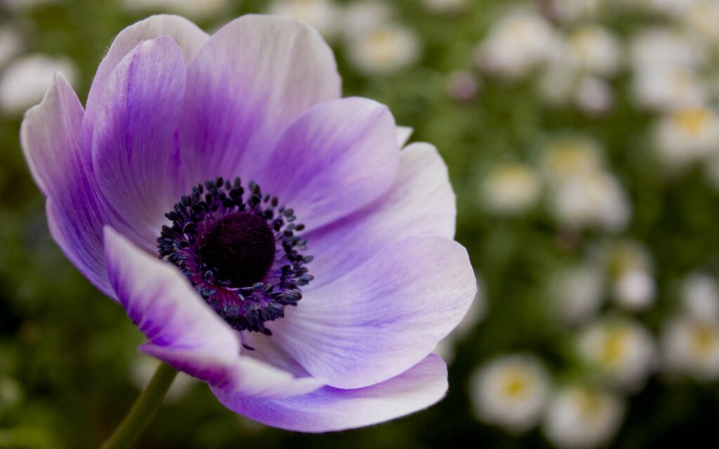 Stunning Lilac Flower Close-Up: Elegant Wallpaper Background