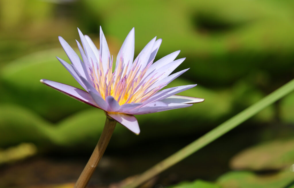 Serene Lotus Flower Wallpaper: Delicate Purple Petals & Yellow Center