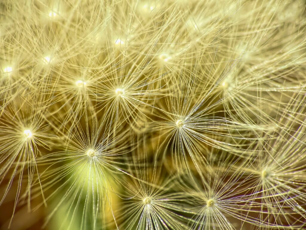 Delicate Dandelion Macro Wallpaper | Intricate Fluff Background