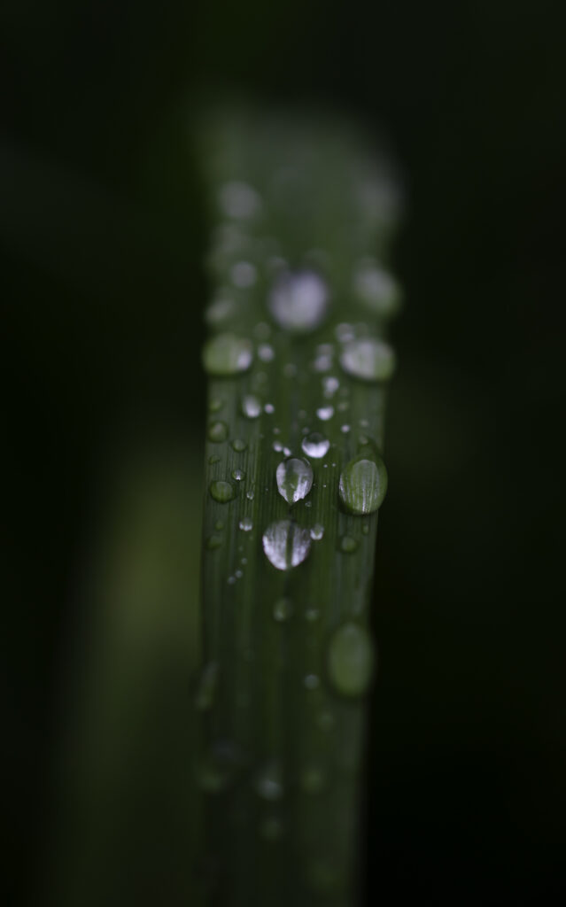 Glistening Leaf Macro: Serene Rain Nature Wallpaper Background