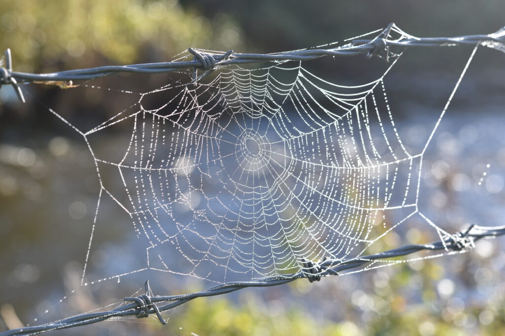 Stunning Macro Cobweb with Dewdrops - Nature Wallpaper Background
