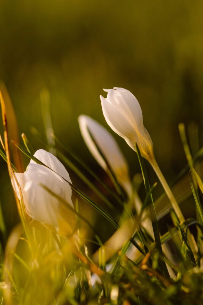Beautiful Macro Snowdrops in Lush Greenery - Wallpaper Background