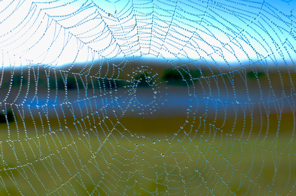 Stunning Macro Spider Web with Glistening Droplets - Wallpaper Background