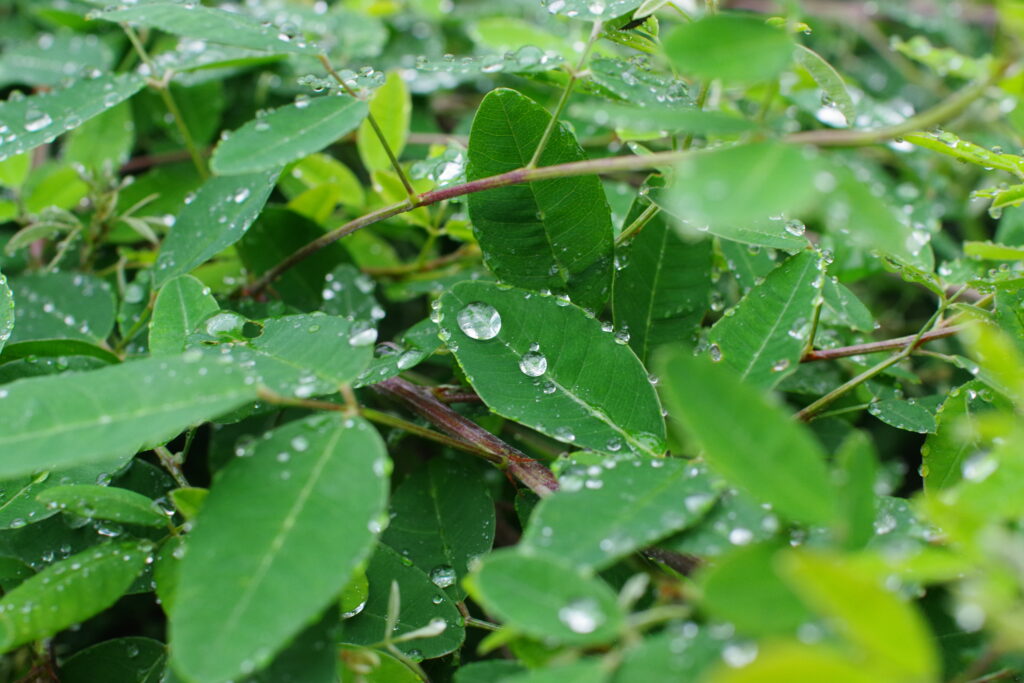 Vibrant Macro Shot of Fresh Green Leaves with Water Droplets Wallpaper