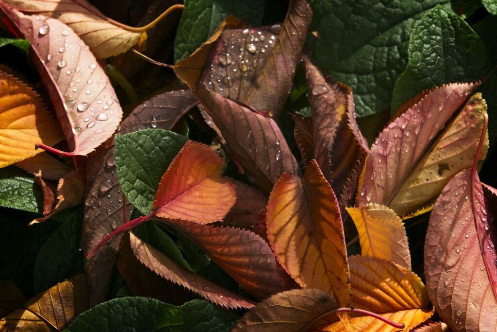 Stunning Macro Wallpaper of Autumn Leaves with Water Droplets