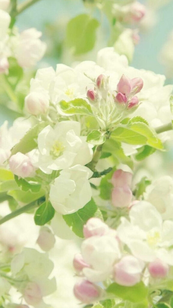 Stunning Malus Evereste Blossoms iPhone Wallpaper - Spring Background