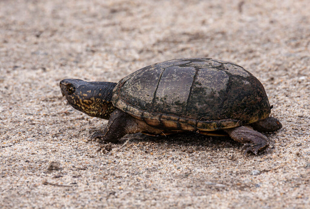 Textured Mud Turtle Crawling on Sandy Background - Nature Wallpaper