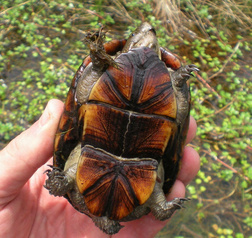 Yellowish-Brown Mud Turtle Wallpaper in Aquatic Green Setting