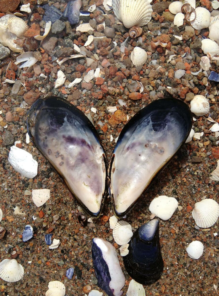 Heart-Shaped Mussel Shells & Clams Wallpaper on Sandy Beach