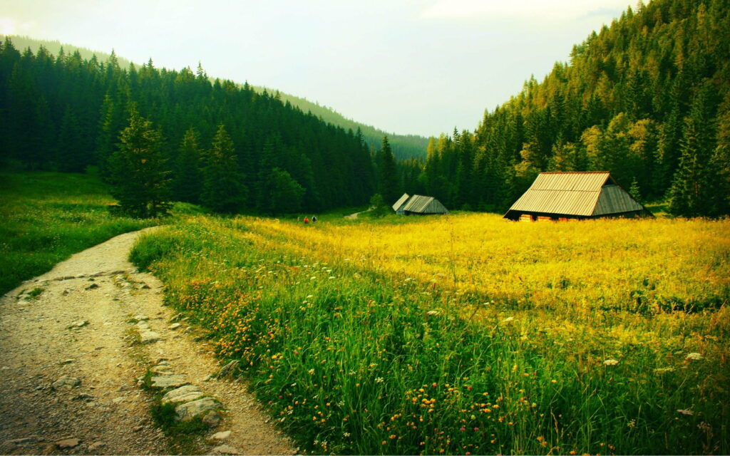 Enchanting Path amidst Lush Greenery – HD Nature Wallpaper