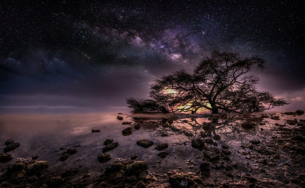 Enchanting Night: Majestic Tree Silhouette Against Nature's Dark Canvas - HD Wallpaper