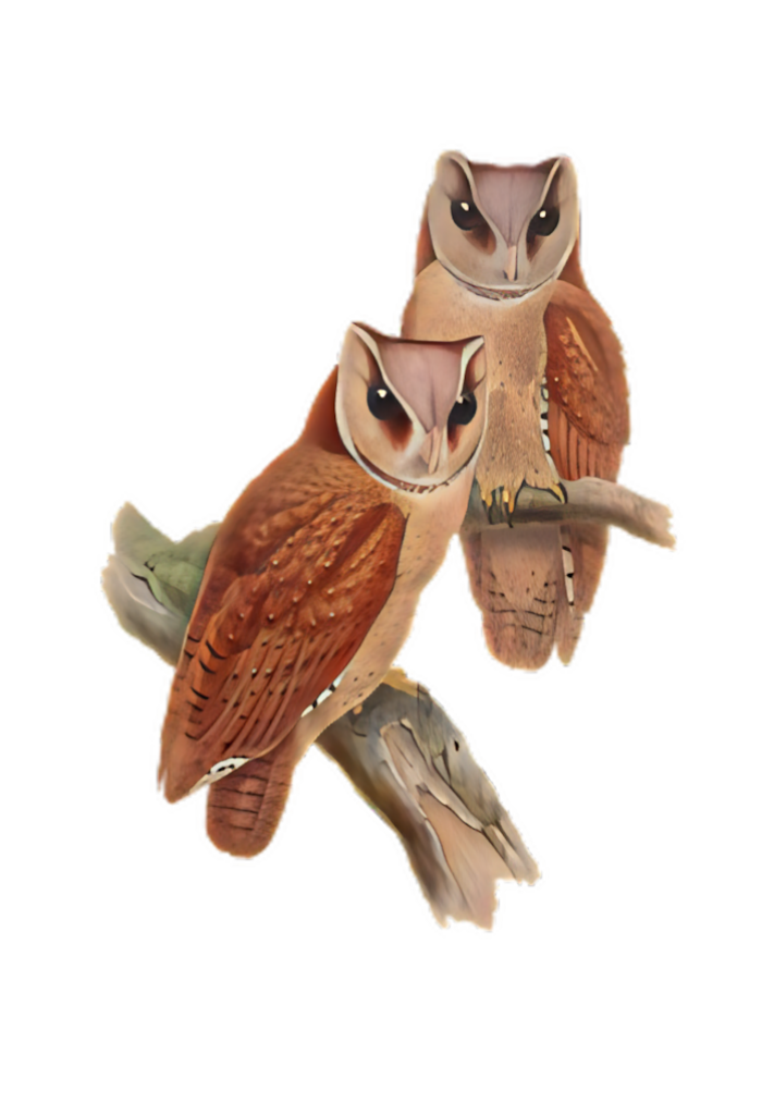 Stunning Illustrated Owls on Branch - Detailed Feathers & Eyes PNG Wallpaper