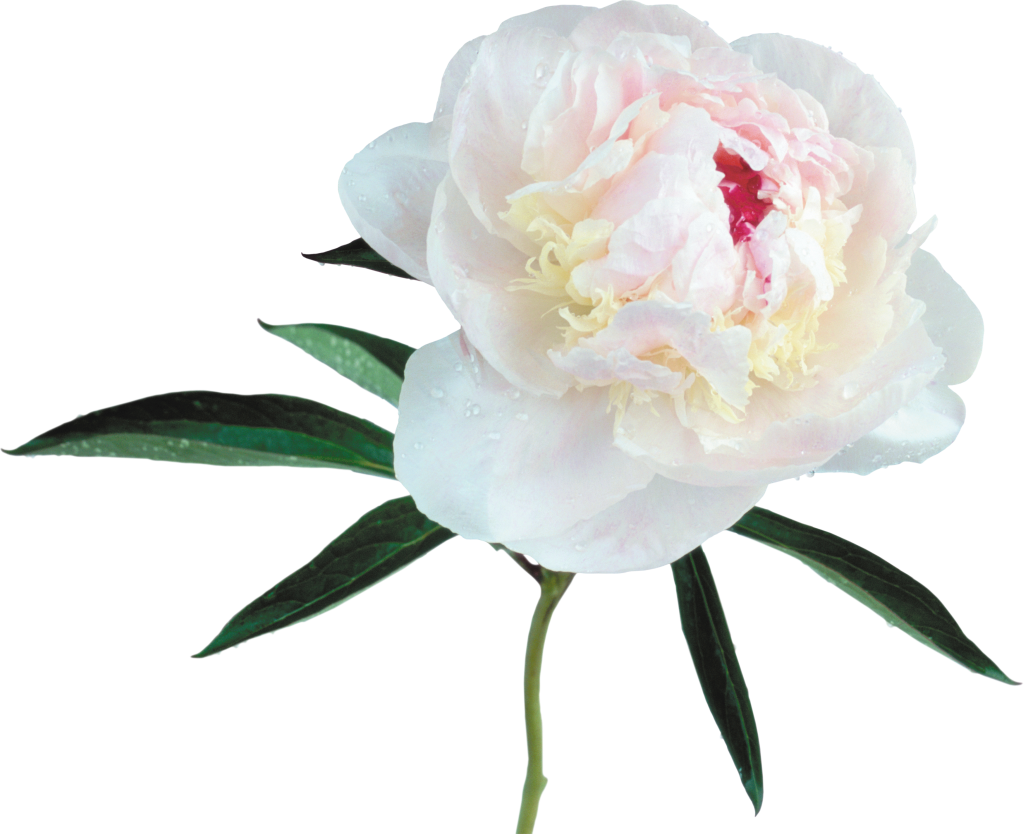 Stunning Pale Pink Peony Flower with Green Leaves on Transparent Background Wallpaper