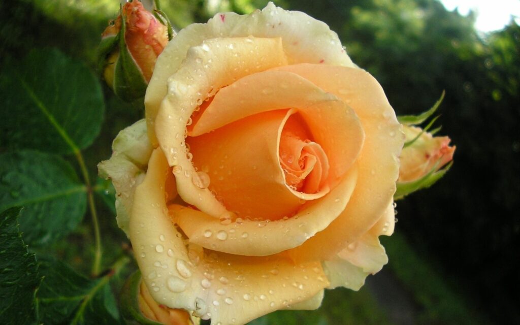 Peach Rose Wallpaper: Blooming Beauty with Dew Drops & Green Leaves