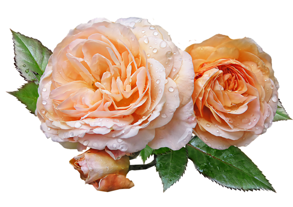 Fresh Peach Roses with Dew Drops - Serene Green Background Wallpaper