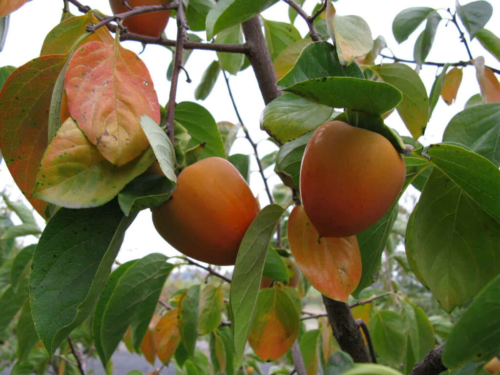 Vibrant Wallpaper: Ripe Persimmons Nestled Among Green Leaves