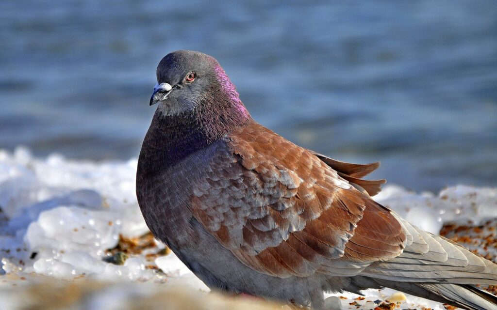 Stunning Gray and Brown Pigeon Wallpaper - 1680x1050 Nature Background