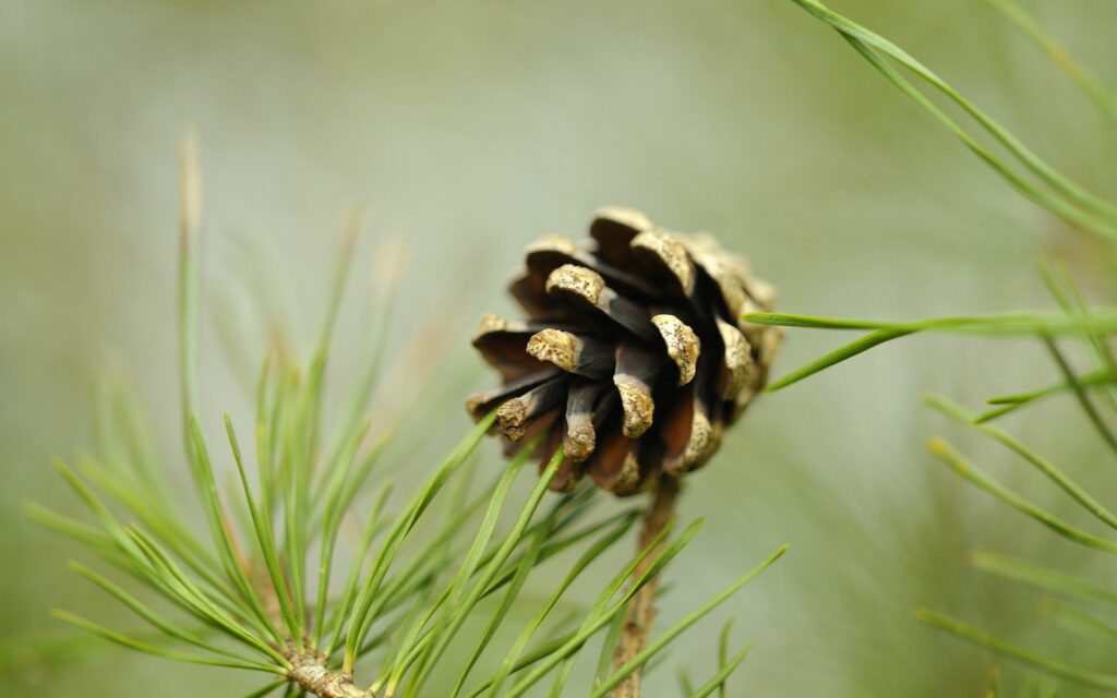 Close-Up Pine Cone and Green Needles: Nature Wallpaper Background