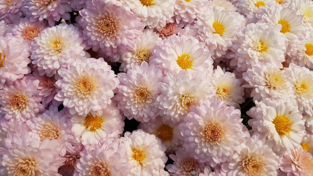 Delicate Pink Chrysanthemum Wallpaper with Vibrant Yellow Centers
