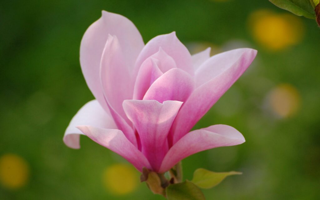 Close-Up of a Beautiful Pink Flower on Soft Green Wallpaper Background