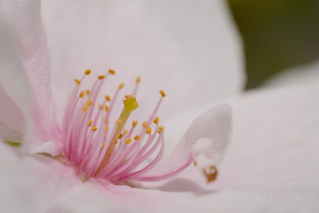 Stunning Macro Pink Flower: Intricate Petals & Vibrant Pollen Wallpaper