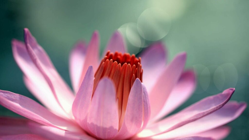 Close-Up Wallpaper of a Beautiful Pink Flower on Soft Green Background