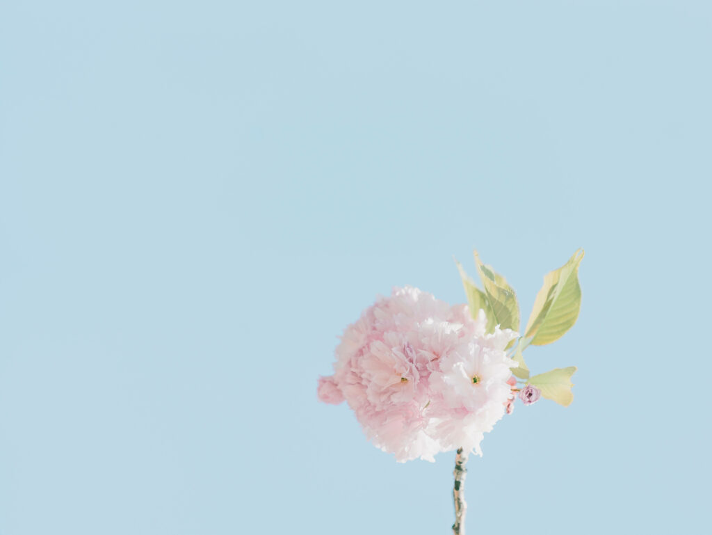 Close-Up Pink Flower Wallpaper on Soft Blue Background - Minimalist Beauty