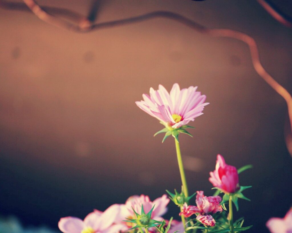 Serene Pink Flower Wallpaper with Green Foliage & Warm Background