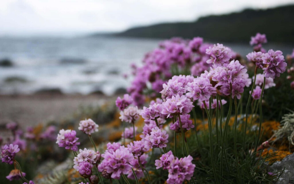 Tranquil Pink Flower Wallpaper with Blurred Seashore Background