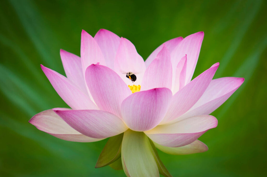 Pink Lotus Flower Close-Up Wallpaper - Serene Natural Beauty