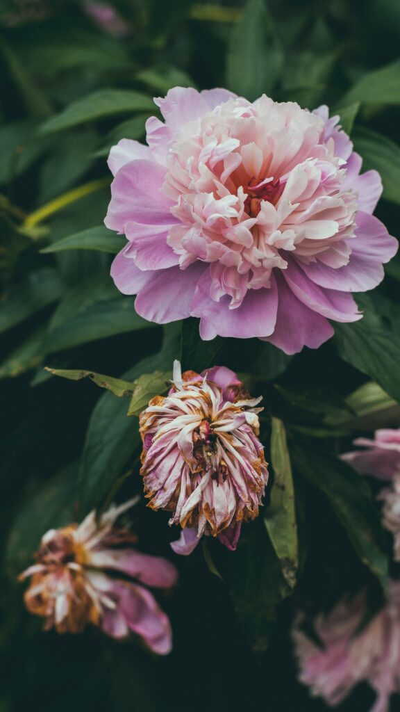 Beautiful Pink Peony Wallpaper with Lush Green Foliage - Serene Background