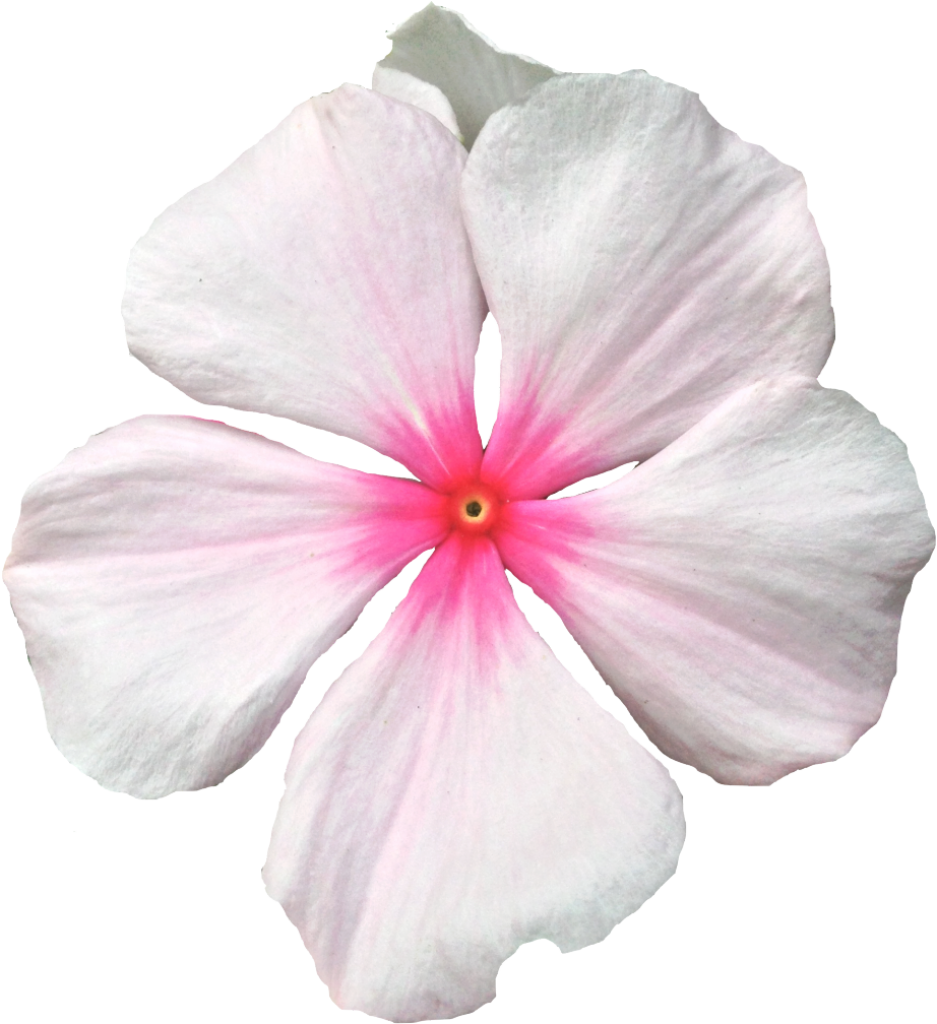 Isolated Pink Periwinkle Flower Wallpaper - Delicate Petals & Hues