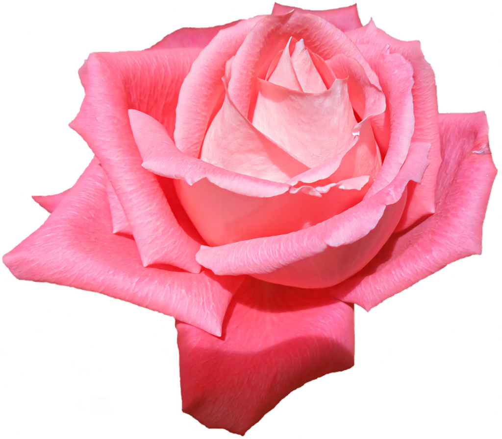 Stunning Pink Rose with Delicate Petals on Transparent Background Wallpaper