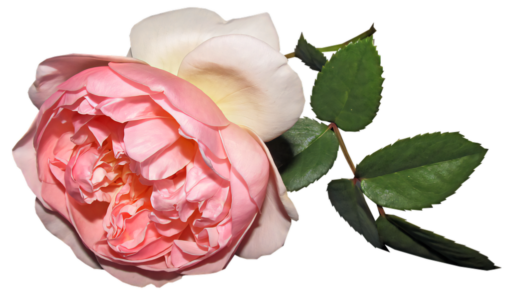 Elegant Pink Rose Wallpaper with Green Leaves for Design Overlays