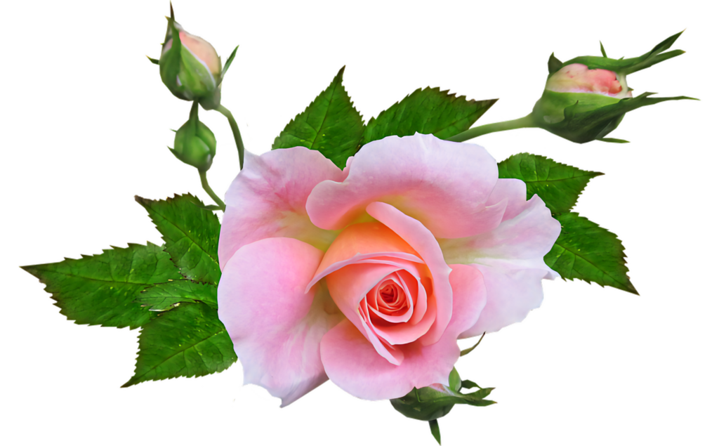 Beautiful Pink Rose Wallpaper with Transparent Background for Floral Designs